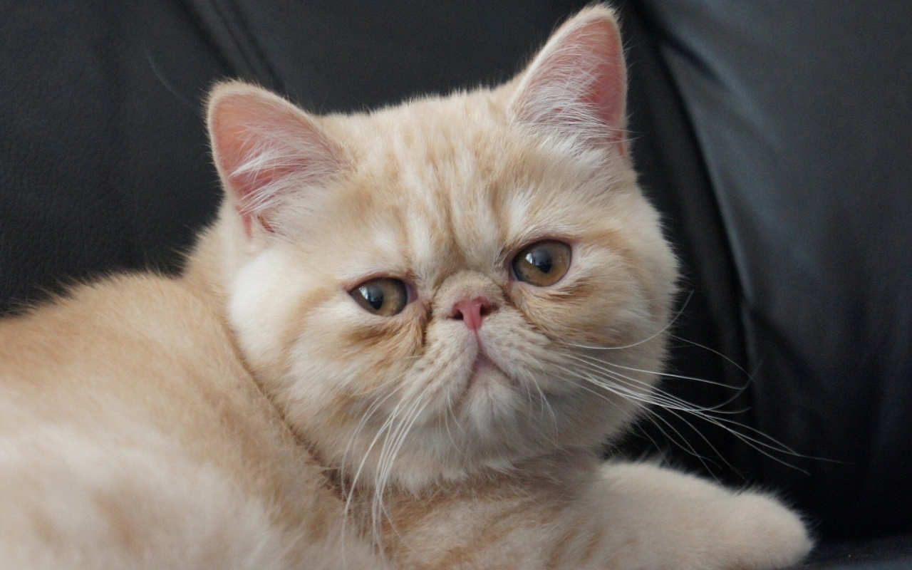 Little Exotic Shorthair Cat for 1280 x 800 widescreen resolution