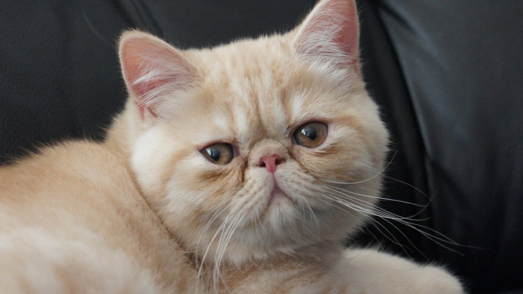 Little Exotic Shorthair Cat for 1680 x 945 HDTV resolution