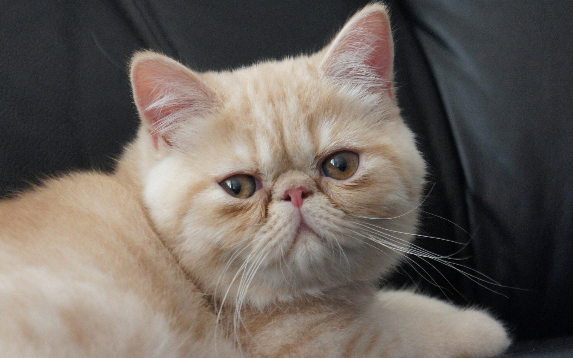Little Exotic Shorthair Cat for 1920 x 1200 widescreen resolution