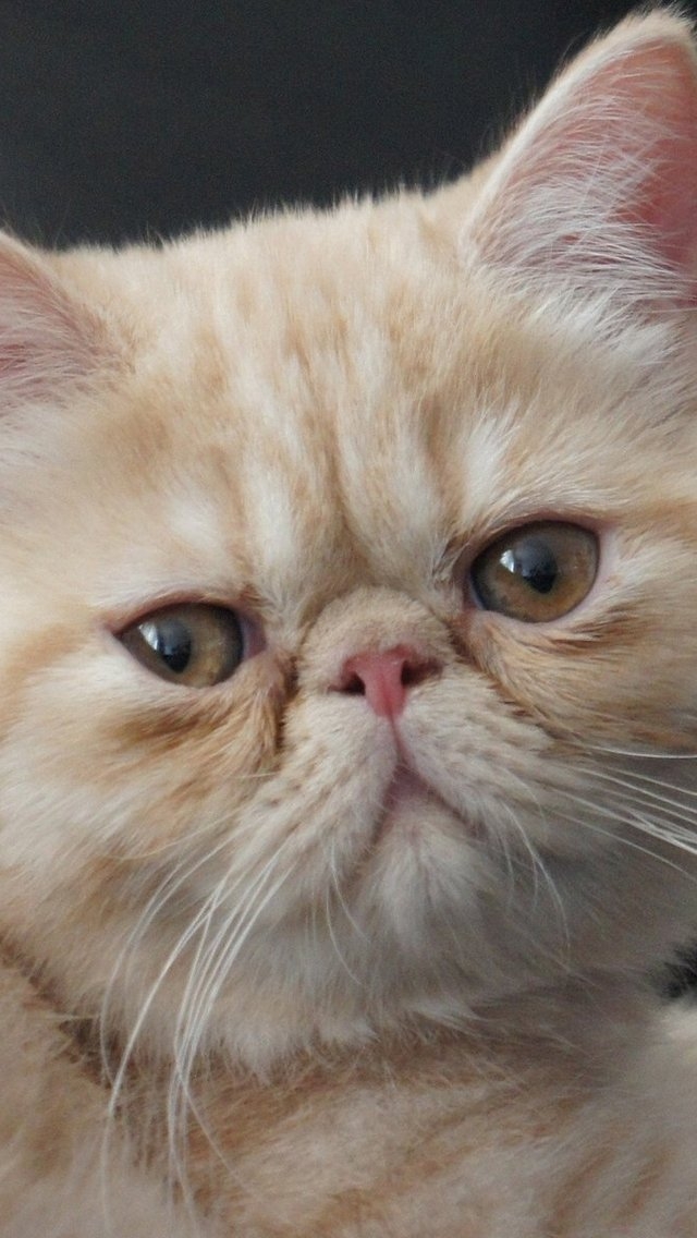 Little Exotic Shorthair Cat for 640 x 1136 iPhone 5 resolution