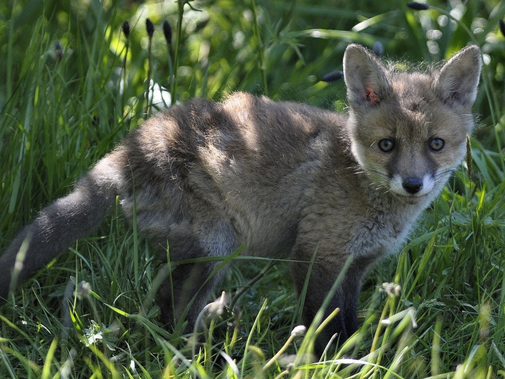 Little Fox for 1024 x 768 resolution