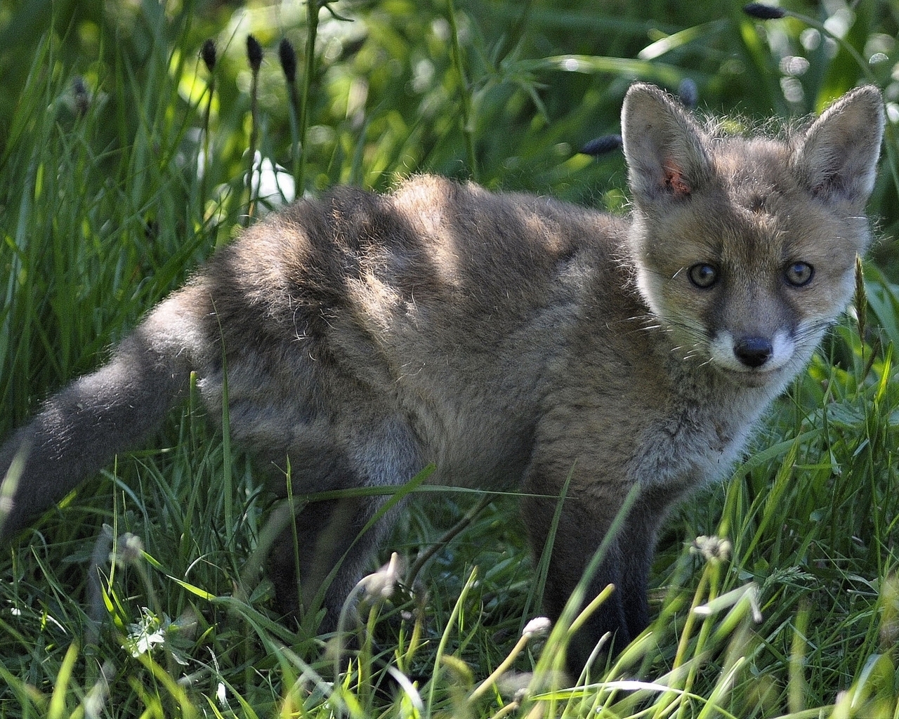 Little Fox for 1280 x 1024 resolution