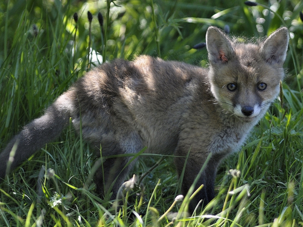 Little Fox for 1280 x 960 resolution