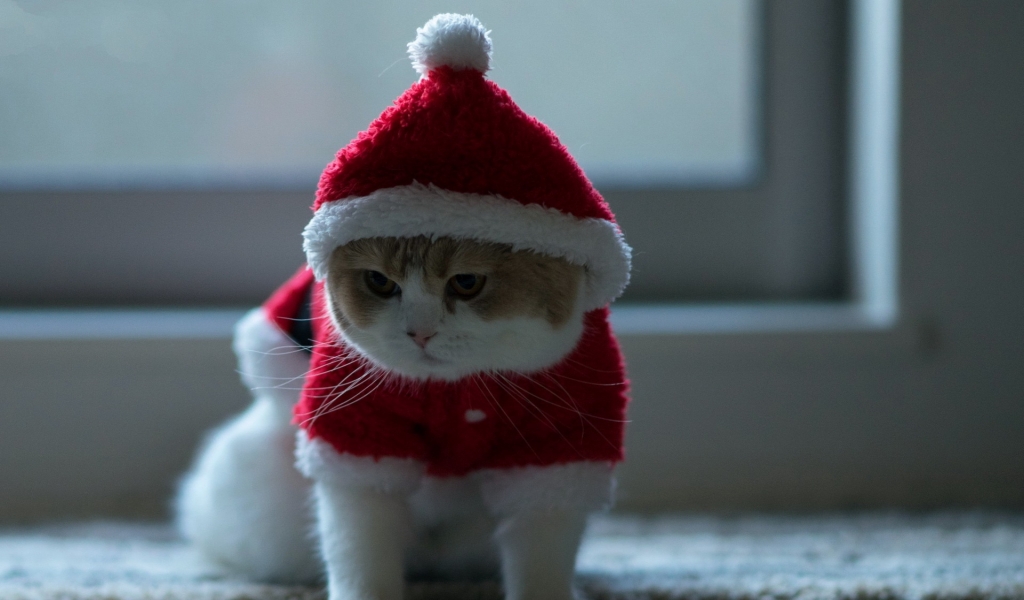 Little Kitty Ready for Christmas for 1024 x 600 widescreen resolution
