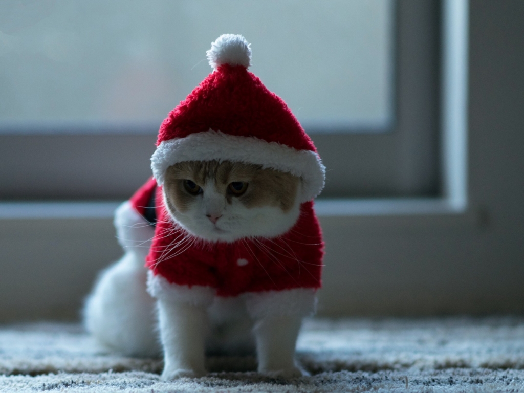 Little Kitty Ready for Christmas for 1024 x 768 resolution