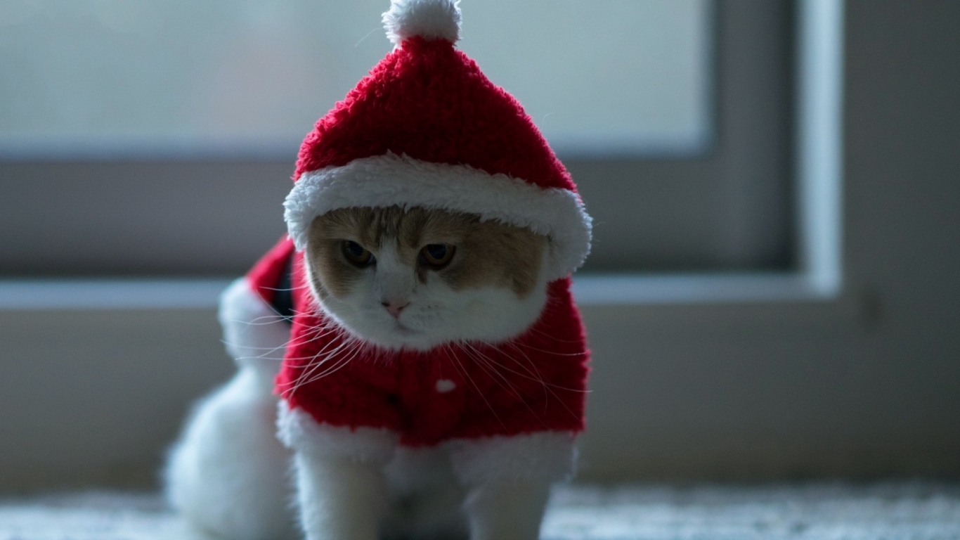 Little Kitty Ready for Christmas for 1366 x 768 HDTV resolution
