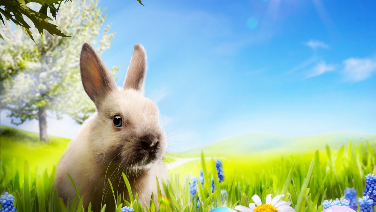 Little Rabbit for 1280 x 720 HDTV 720p resolution
