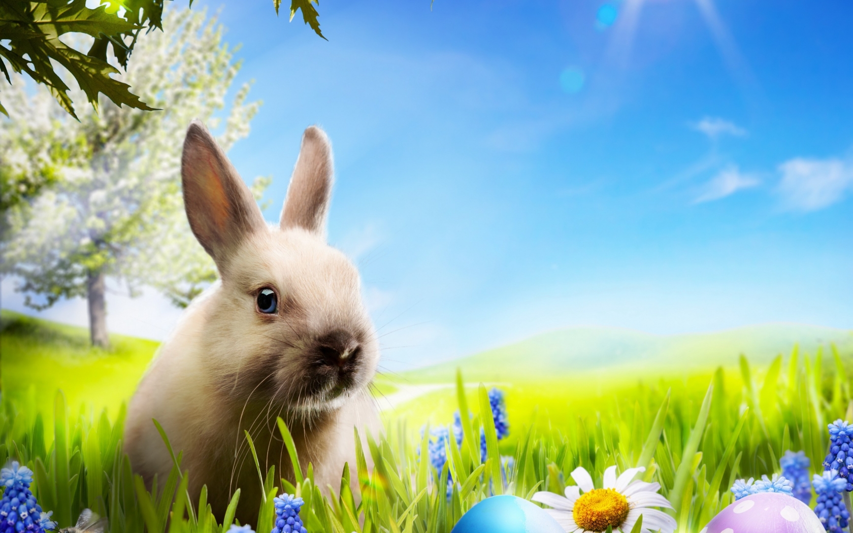 Little Rabbit for 1680 x 1050 widescreen resolution
