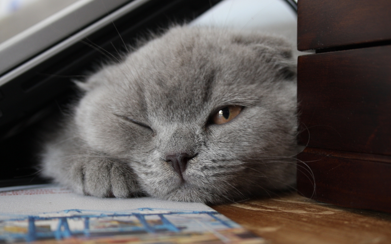 Little Scottish Fold Cat for 1280 x 800 widescreen resolution