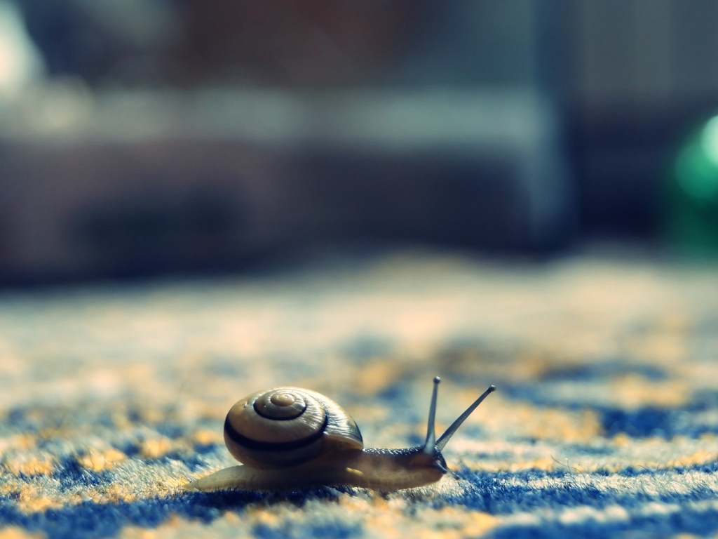 Little Snail for 1024 x 768 resolution