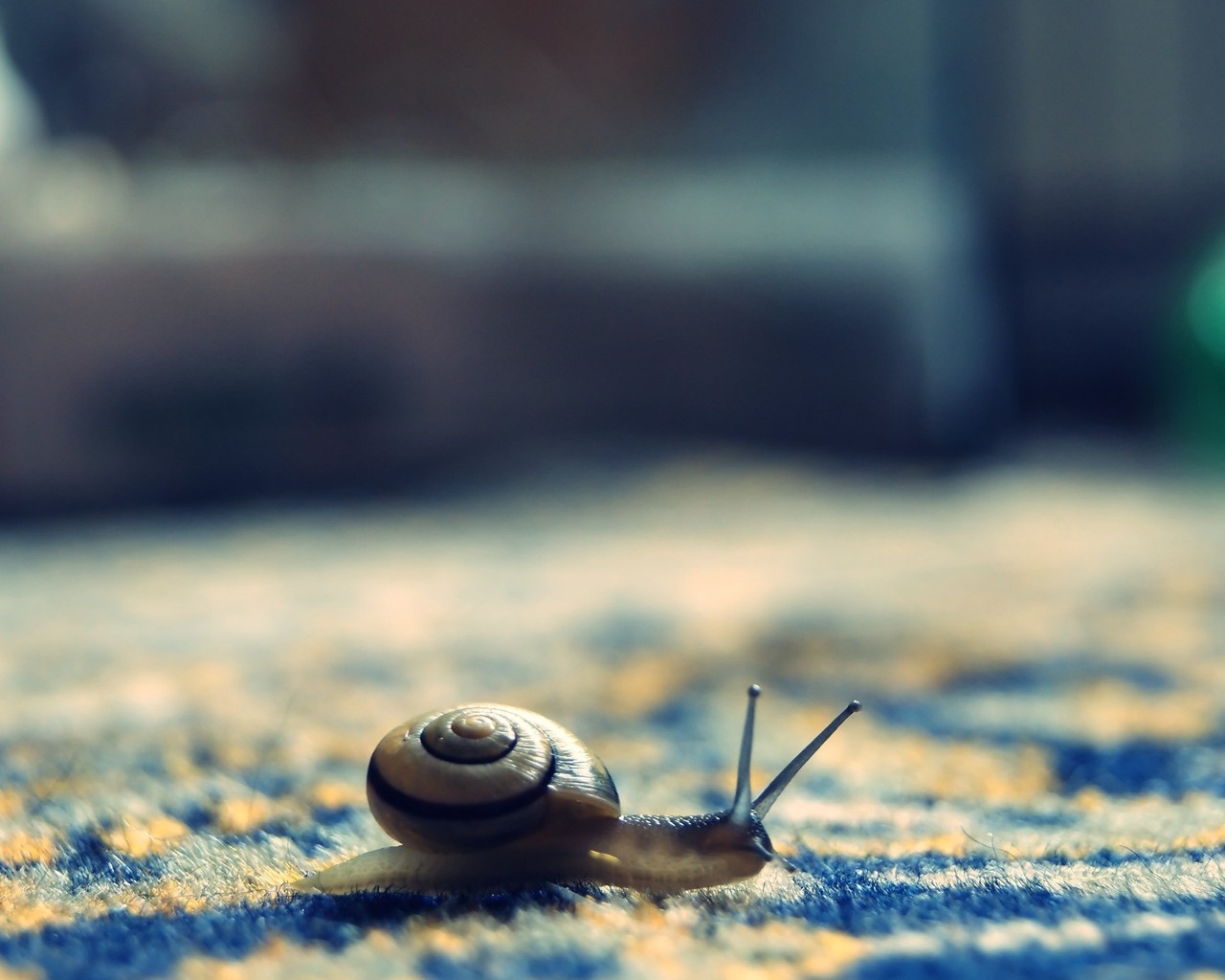 Little Snail for 1280 x 1024 resolution