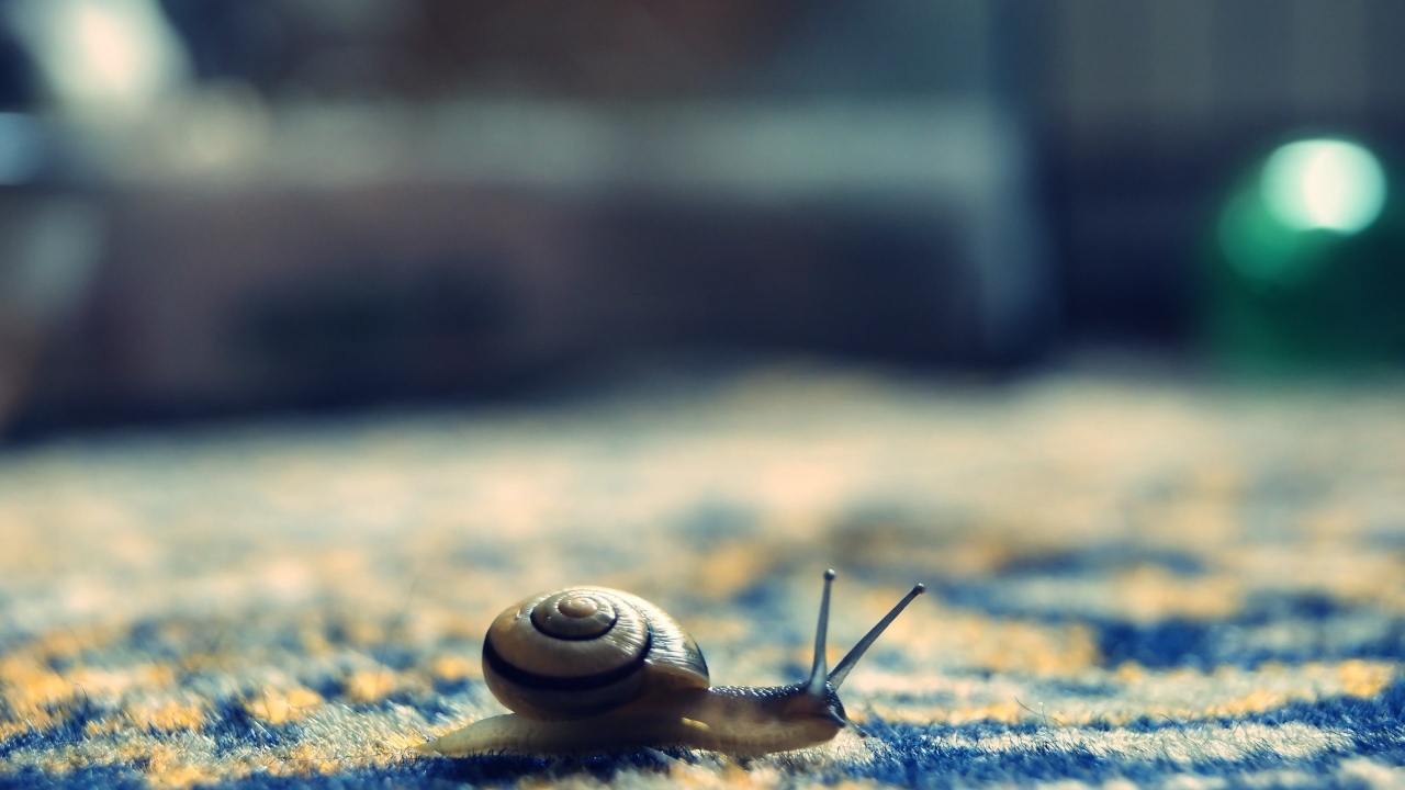 Little Snail for 1280 x 720 HDTV 720p resolution