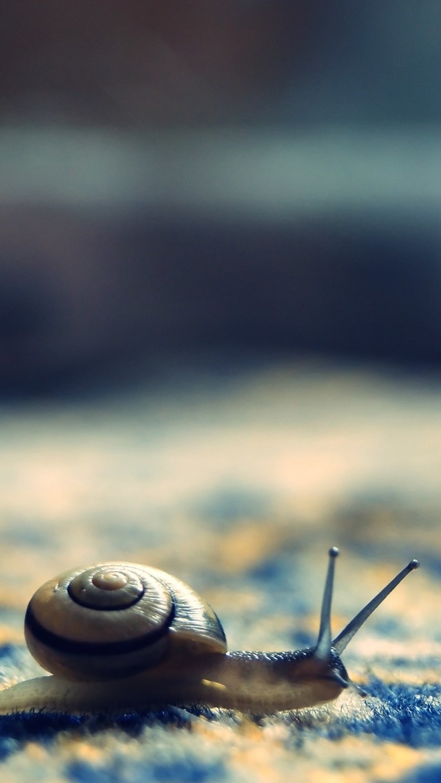Little Snail for 640 x 1136 iPhone 5 resolution