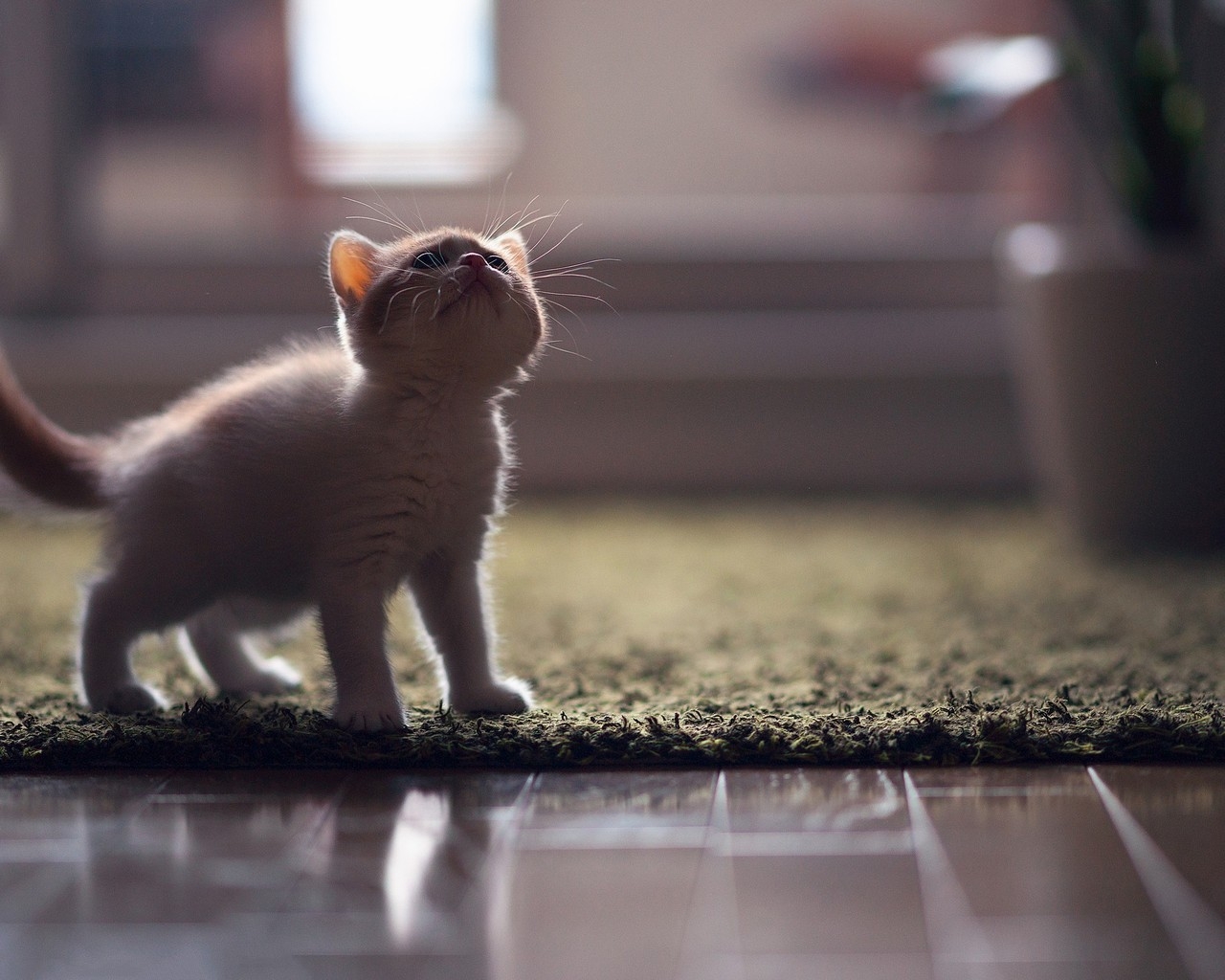 Little Turkish Angora Kitten for 1280 x 1024 resolution