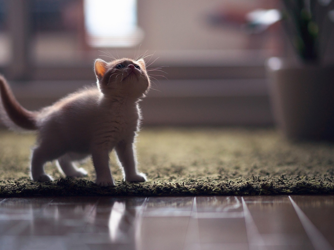 Little Turkish Angora Kitten for 1280 x 960 resolution