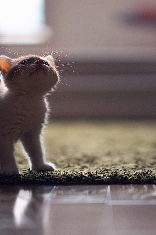 Little Turkish Angora Kitten for 640 x 960 iPhone 4 resolution