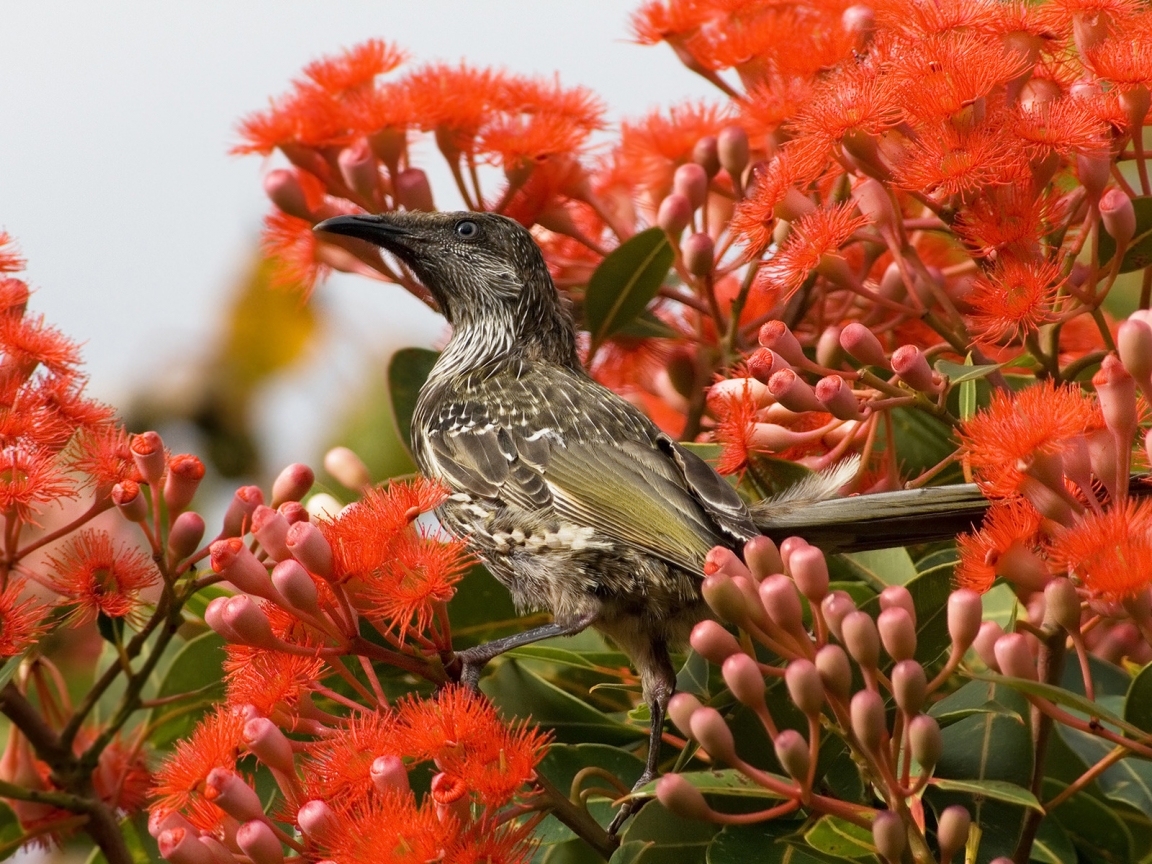 Little Wattlebird for 1152 x 864 resolution