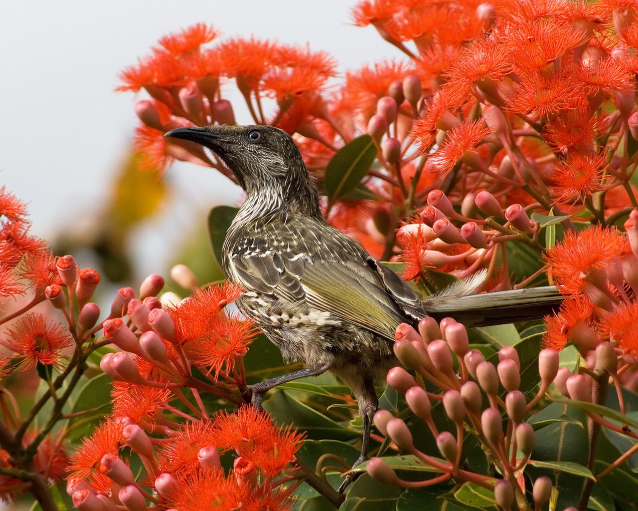 Little Wattlebird for 1280 x 1024 resolution