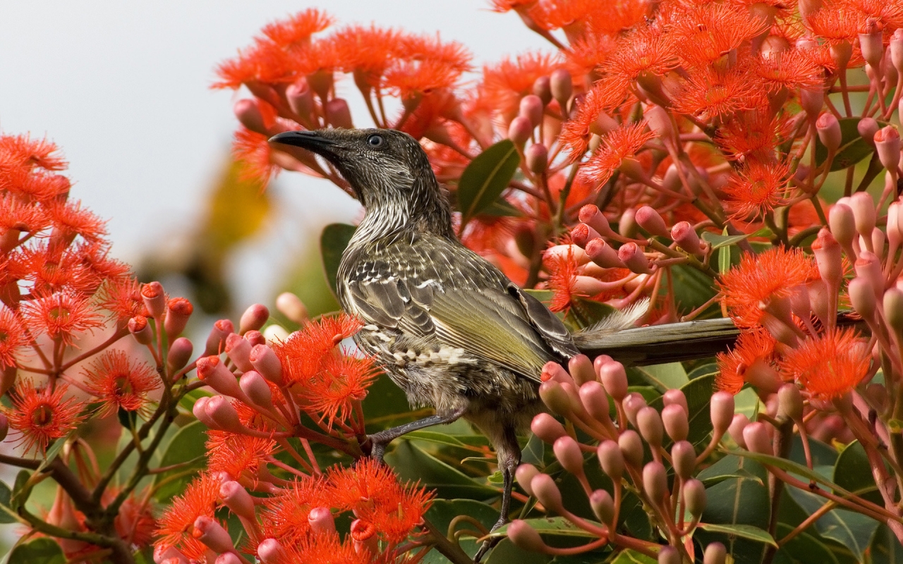 Little Wattlebird for 1280 x 800 widescreen resolution