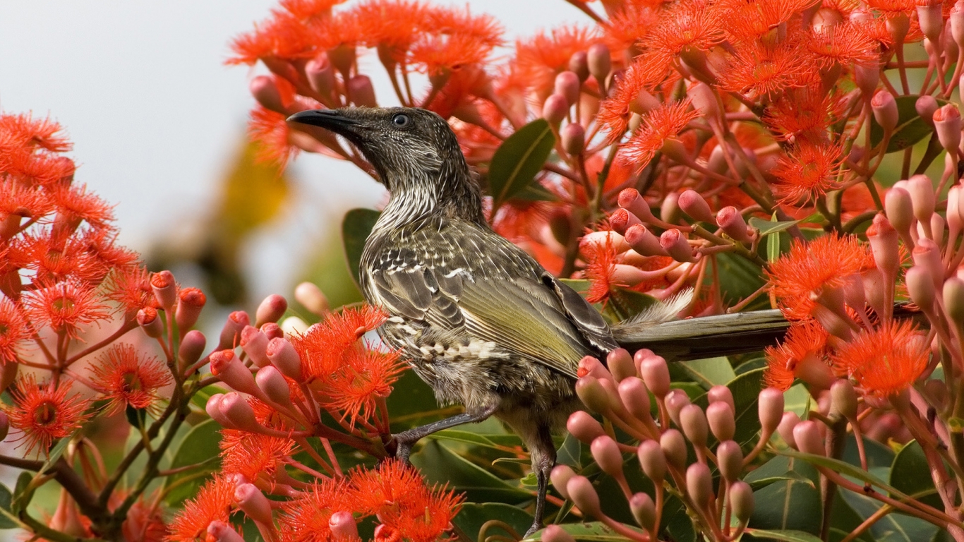 Little Wattlebird for 1366 x 768 HDTV resolution