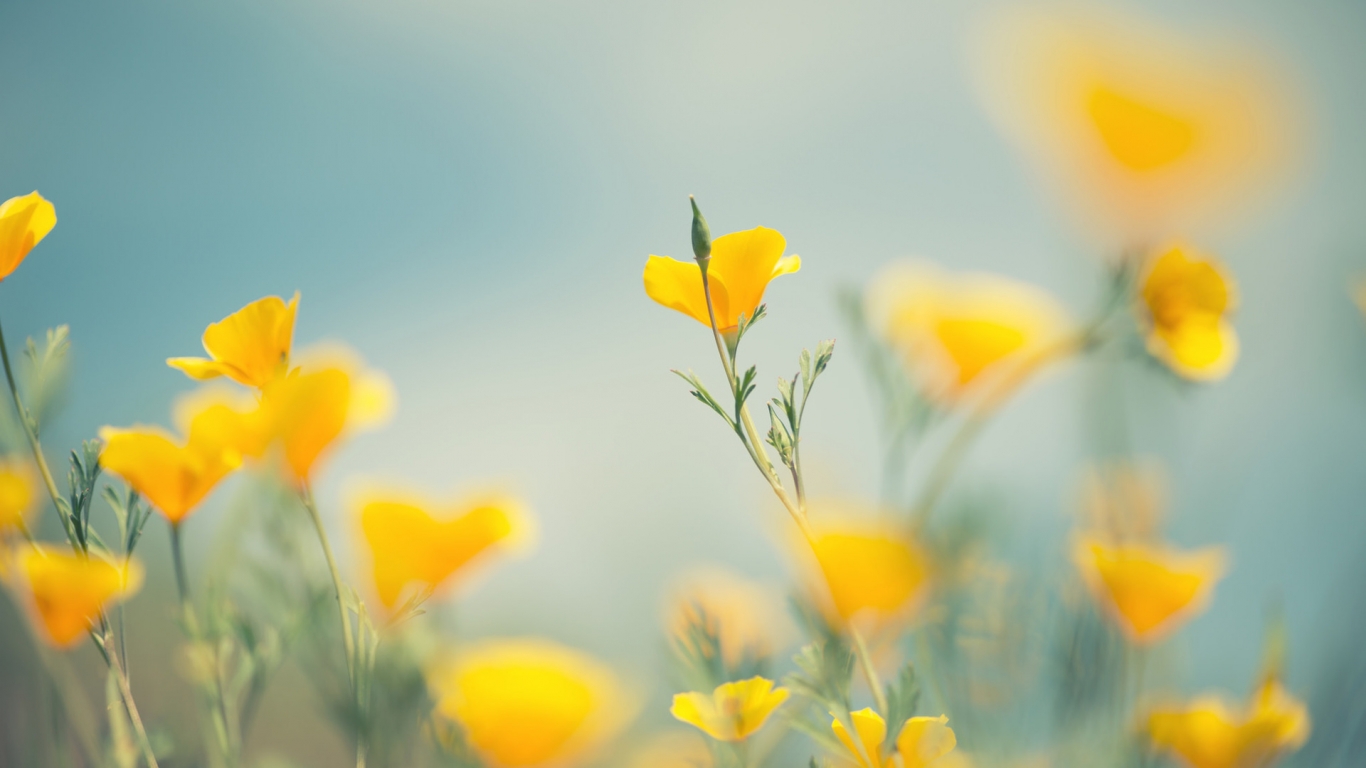 Little Yellow Flowers for 1366 x 768 HDTV resolution