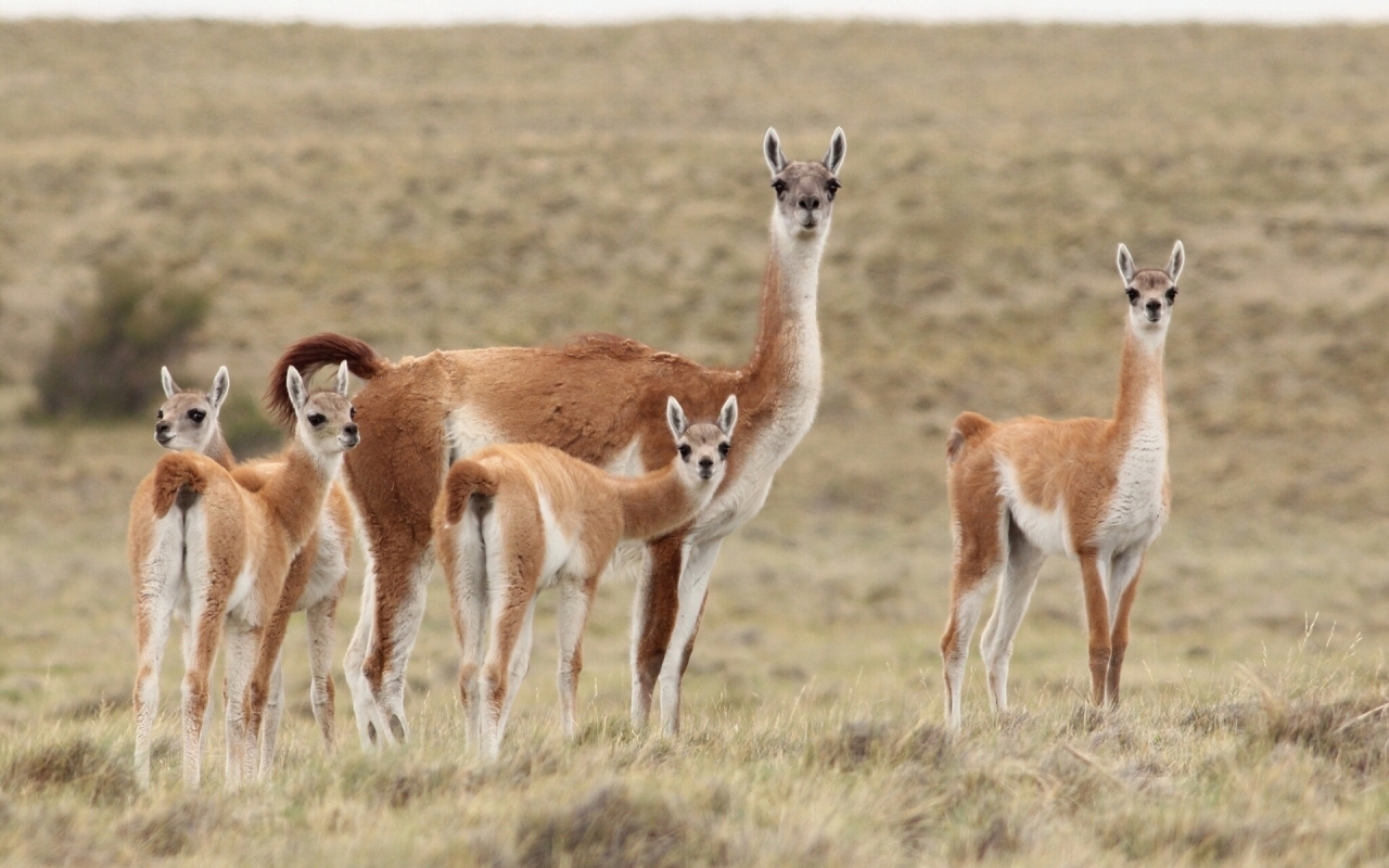 Llama Family for 1280 x 800 widescreen resolution