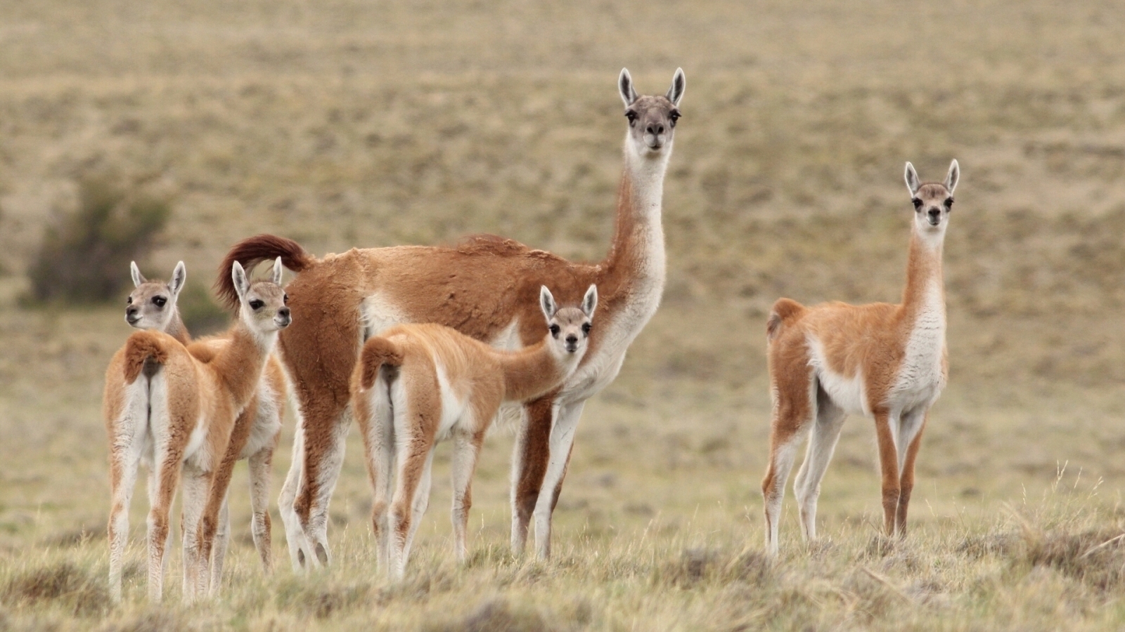 Llama Family for 1600 x 900 HDTV resolution