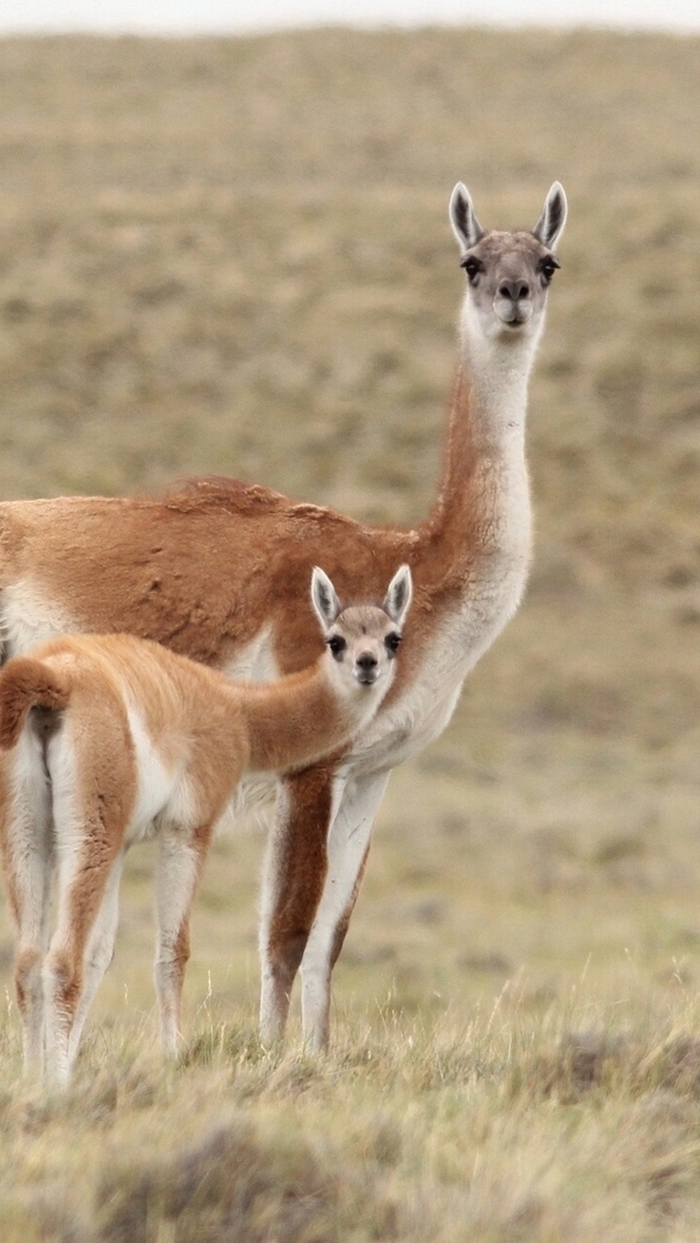 Llama Family for 640 x 1136 iPhone 5 resolution