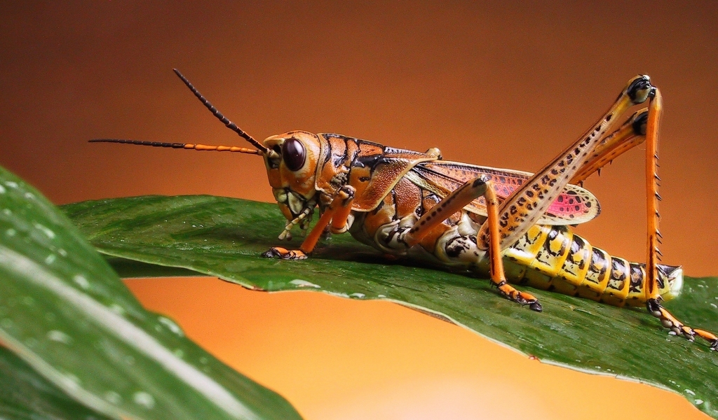 Locust for 1024 x 600 widescreen resolution