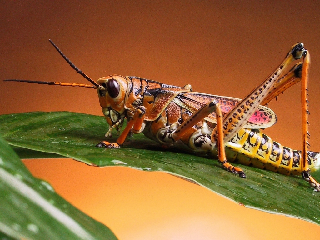 Locust for 1024 x 768 resolution