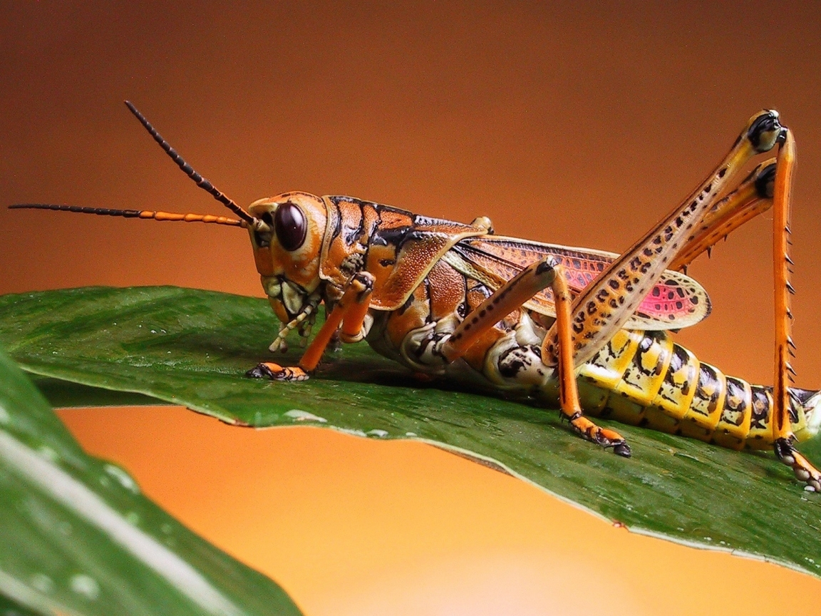 Locust for 1152 x 864 resolution
