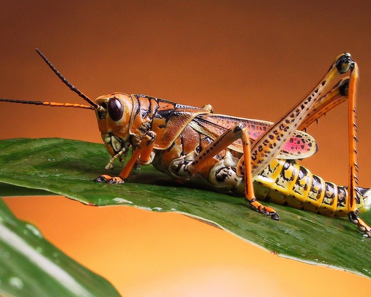 Locust for 1280 x 1024 resolution