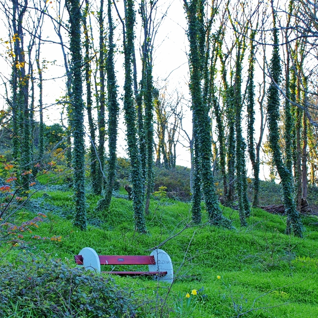 Lonely Bench for 1024 x 1024 iPad resolution