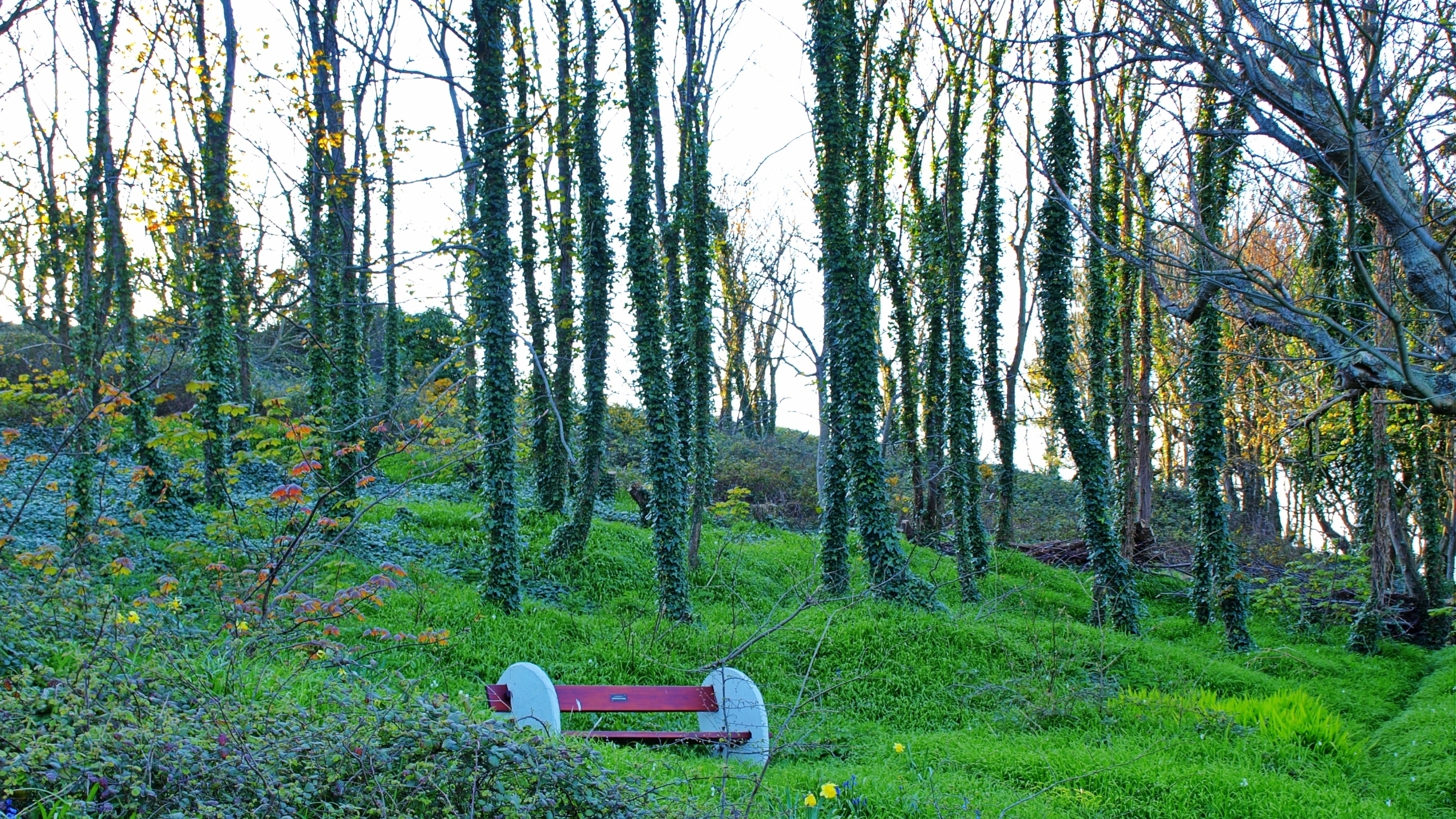 Lonely Bench for 2560x1440 HDTV resolution