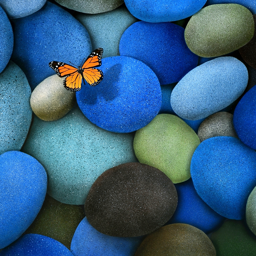 Lonely Butterfly for 1024 x 1024 iPad resolution