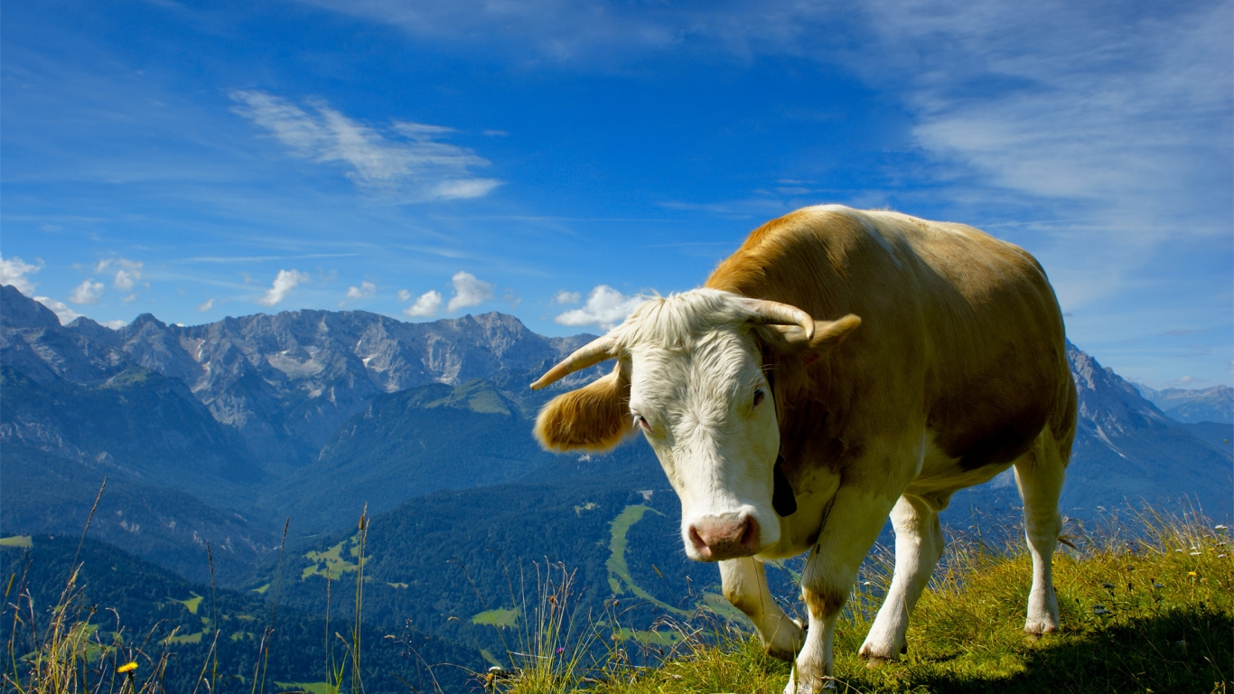 Lonely cow for 1366 x 768 HDTV resolution