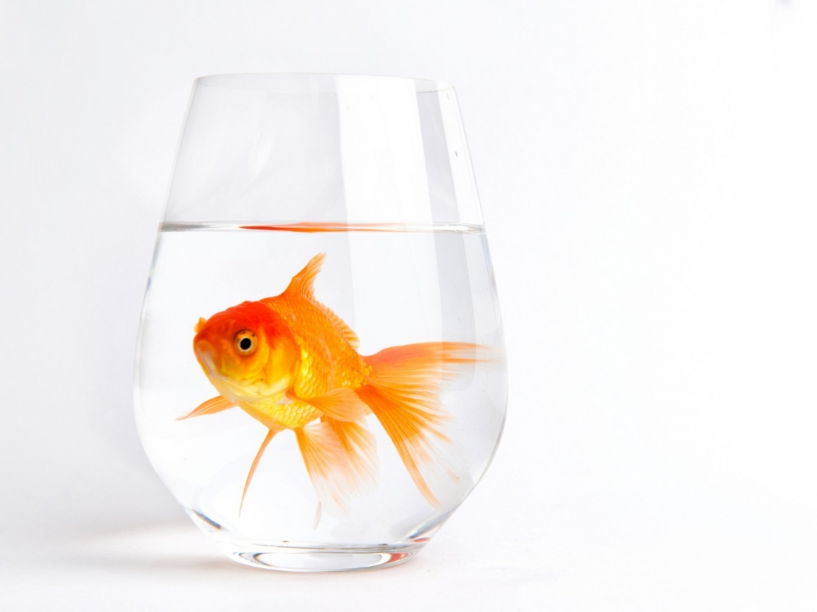 Lonely Gold Fish for 1152 x 864 resolution