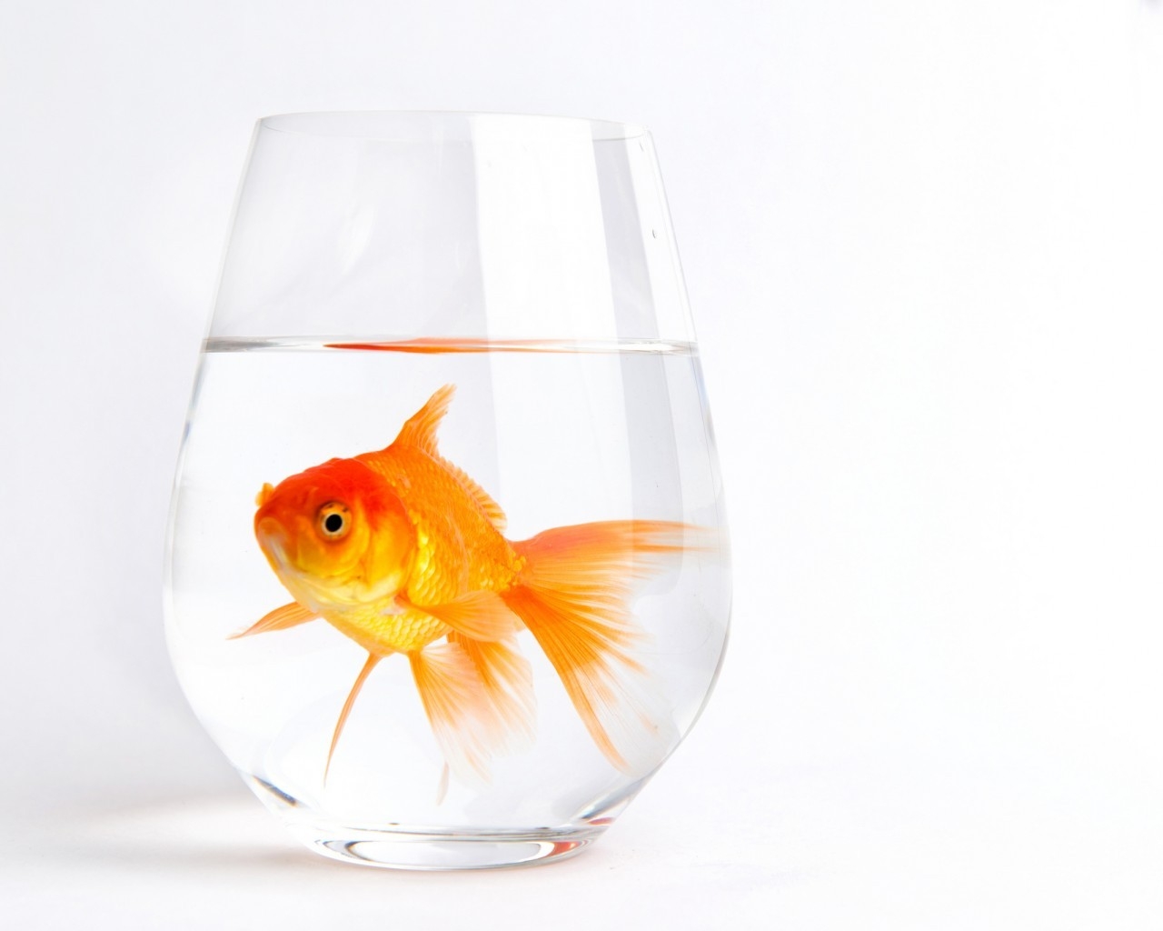 Lonely Gold Fish for 1280 x 1024 resolution