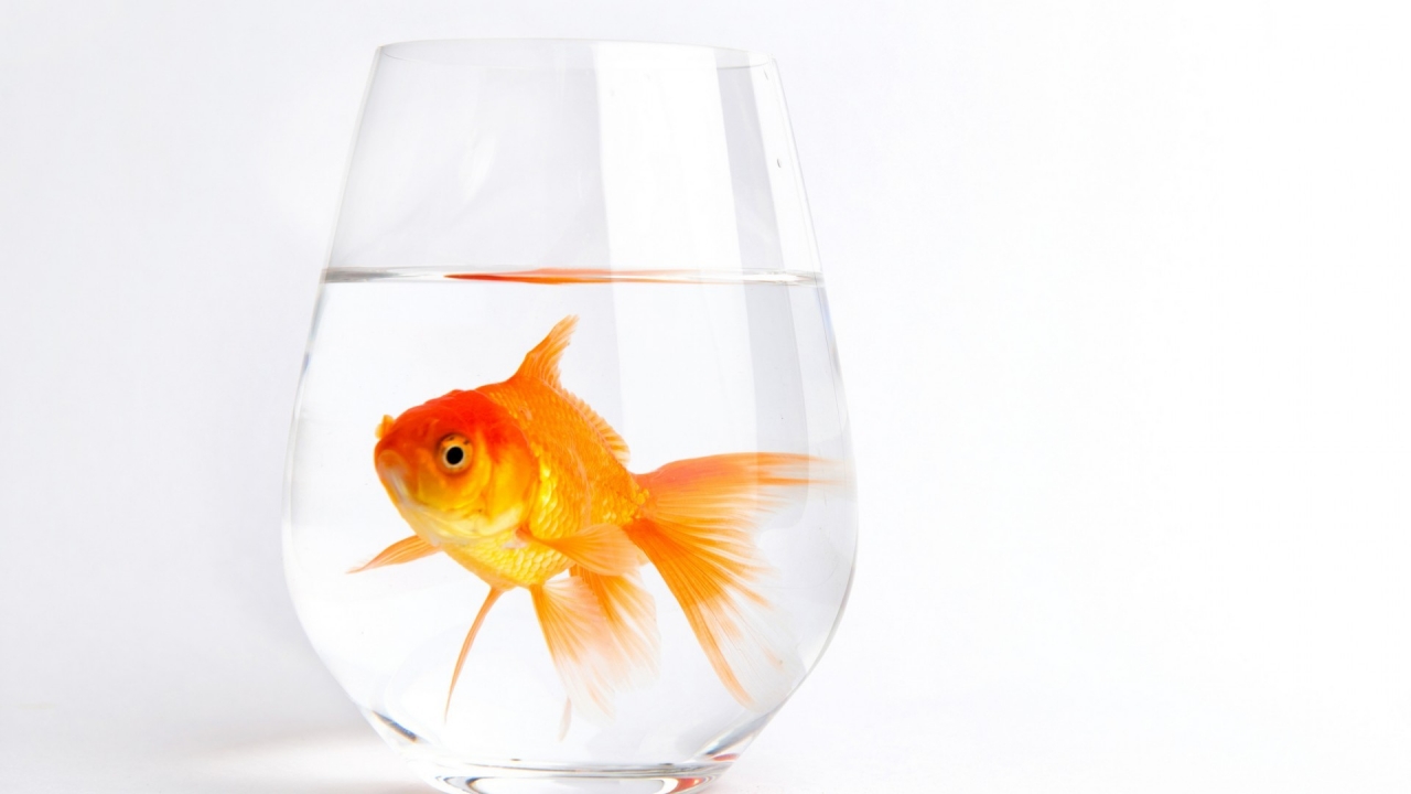 Lonely Gold Fish for 1280 x 720 HDTV 720p resolution