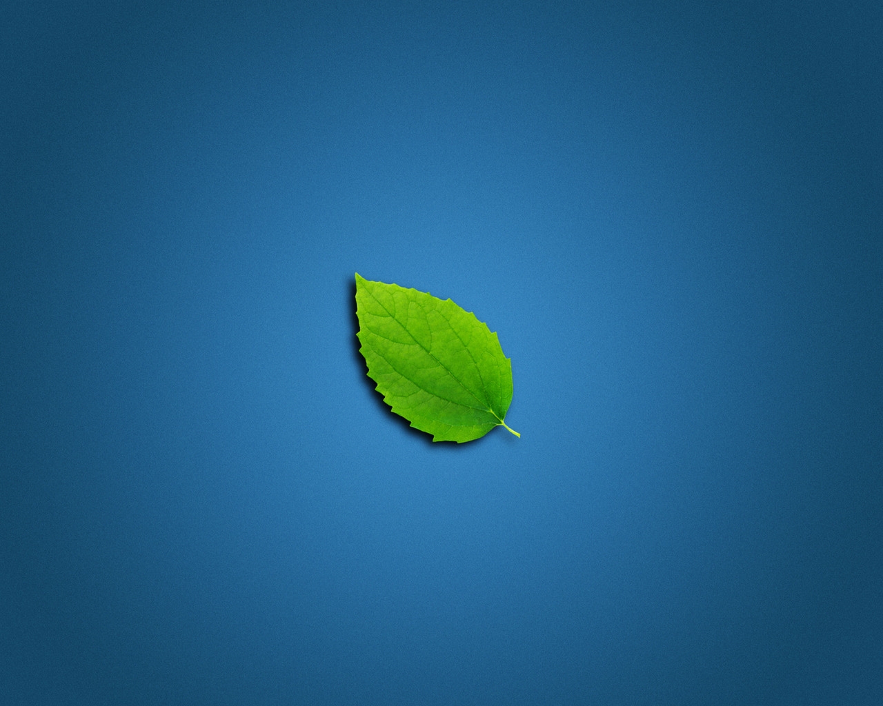 Lonely Leaf for 1280 x 1024 resolution