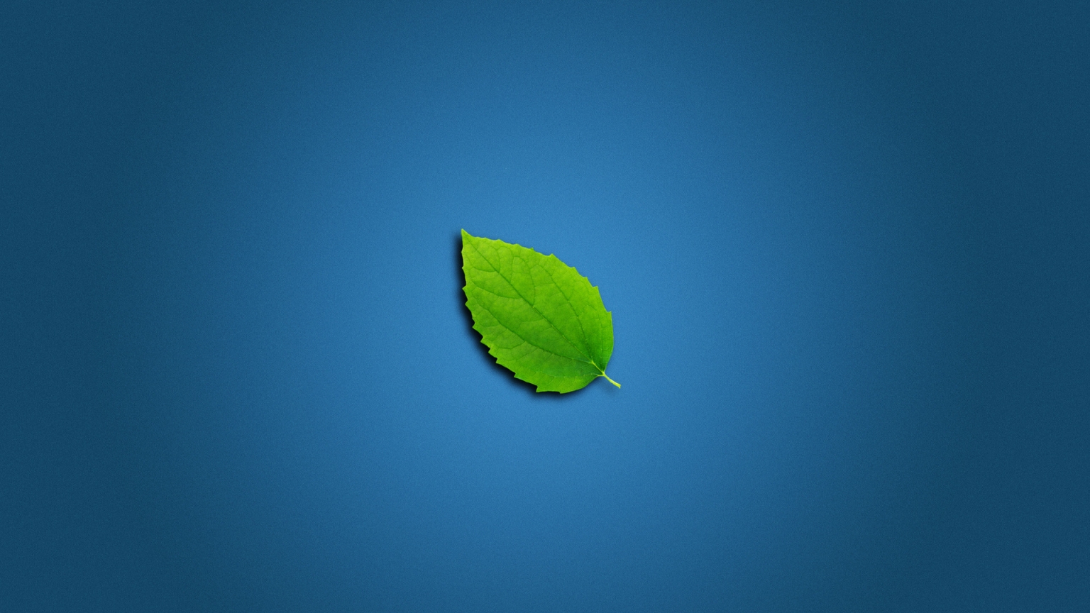 Lonely Leaf for 1536 x 864 HDTV resolution
