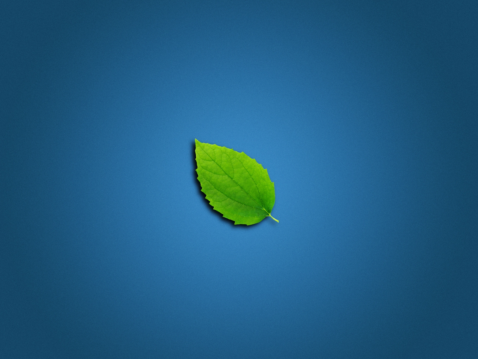 Lonely Leaf for 1600 x 1200 resolution