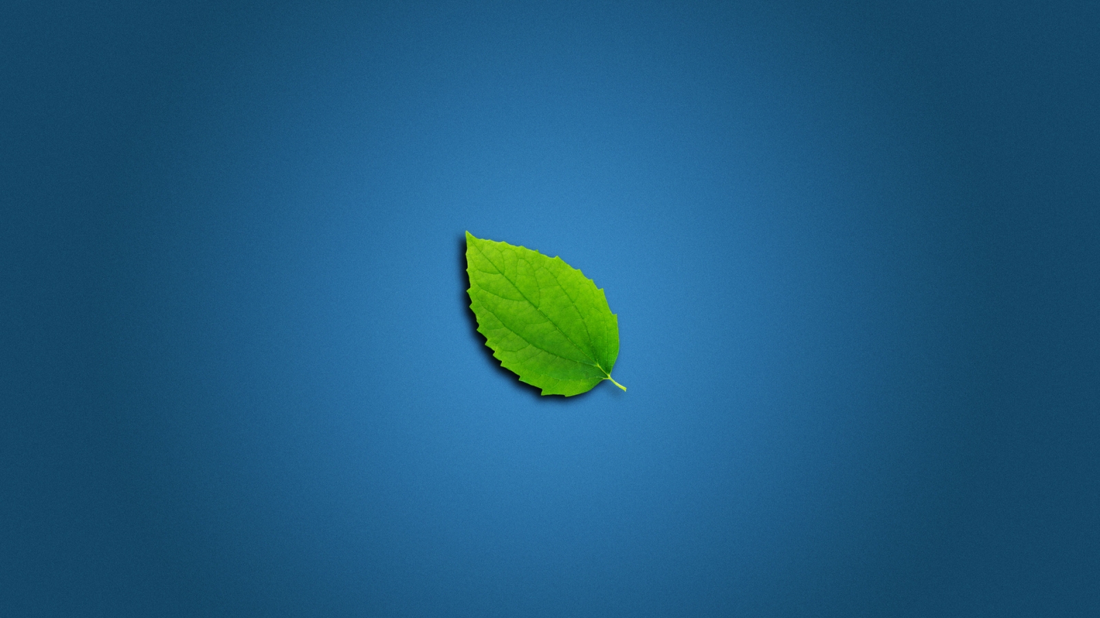 Lonely Leaf for 1600 x 900 HDTV resolution