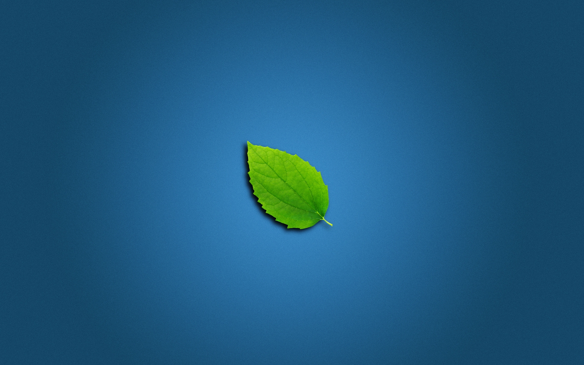 Lonely Leaf for 1920 x 1200 widescreen resolution
