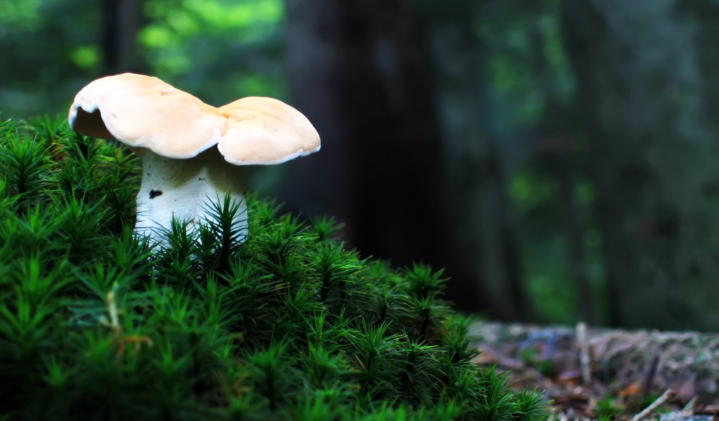 Lonely mushroom for 1024 x 600 widescreen resolution