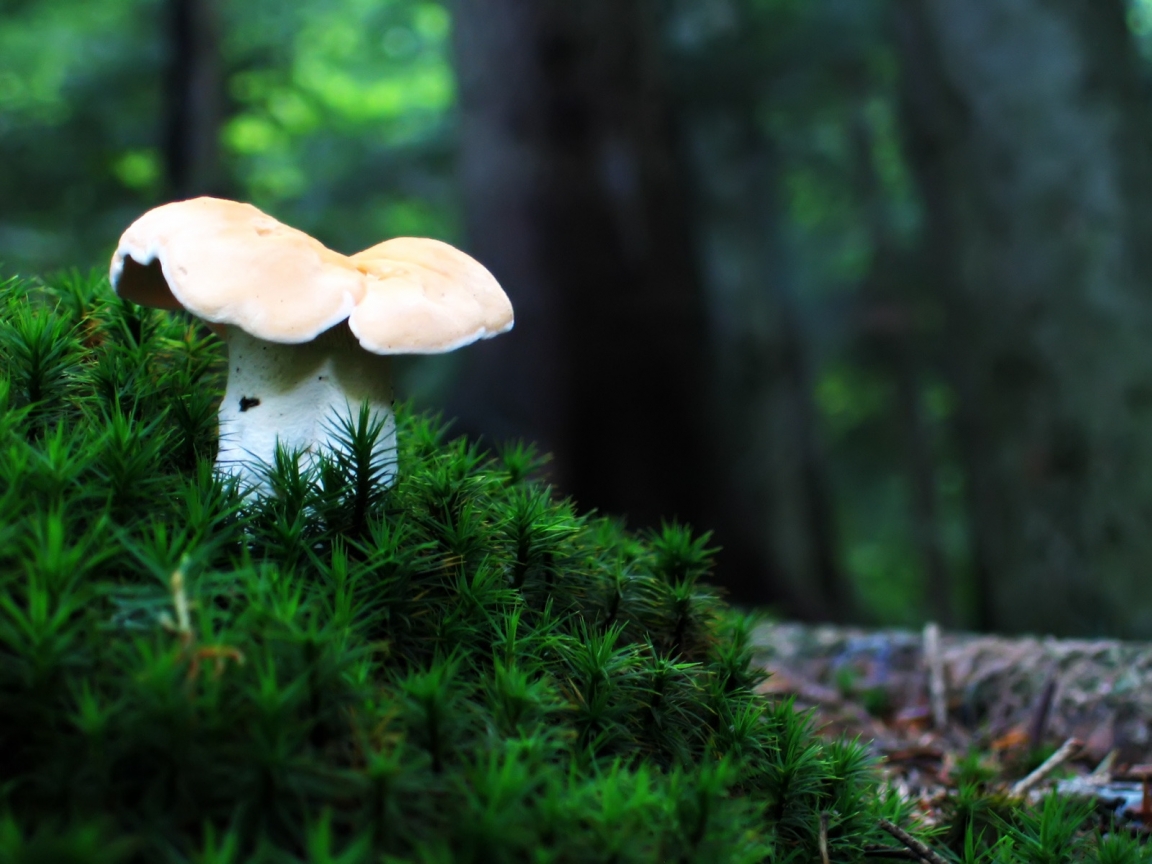 Lonely mushroom for 1152 x 864 resolution