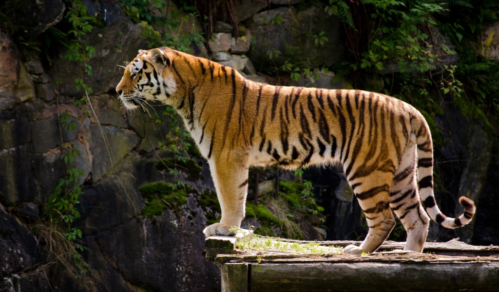 Lonely Tiger for 1024 x 600 widescreen resolution