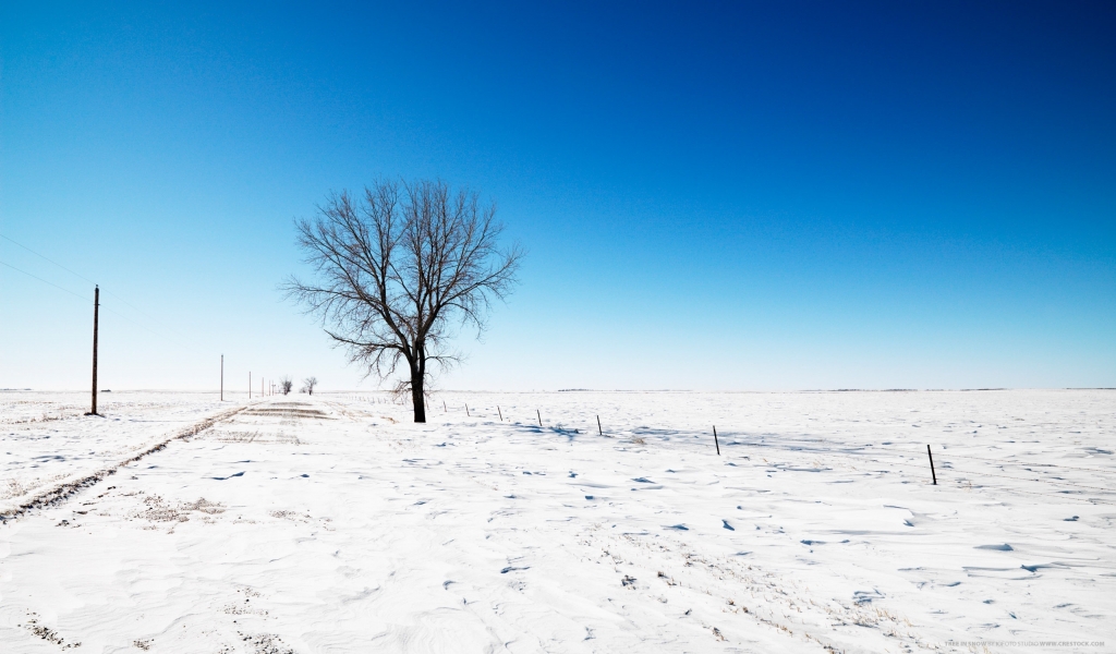 Lonely Tree on Winter for 1024 x 600 widescreen resolution