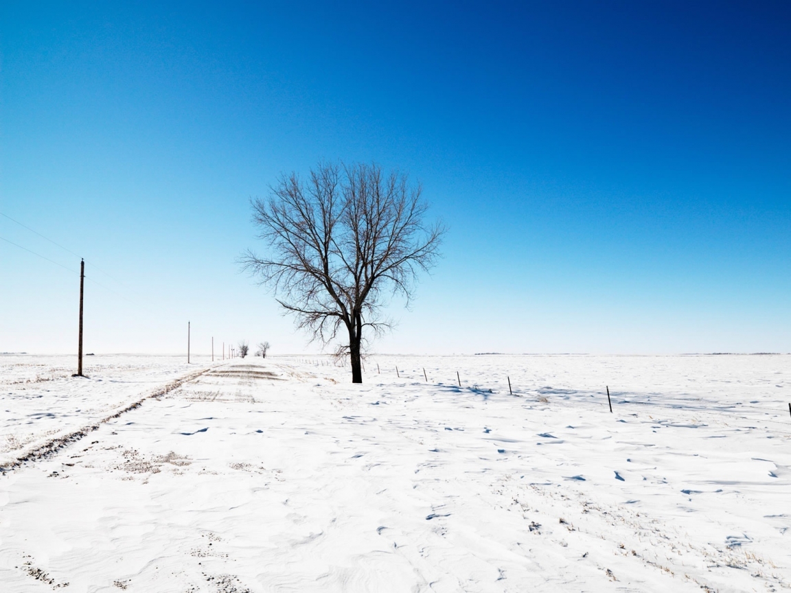 Lonely Tree on Winter for 1152 x 864 resolution