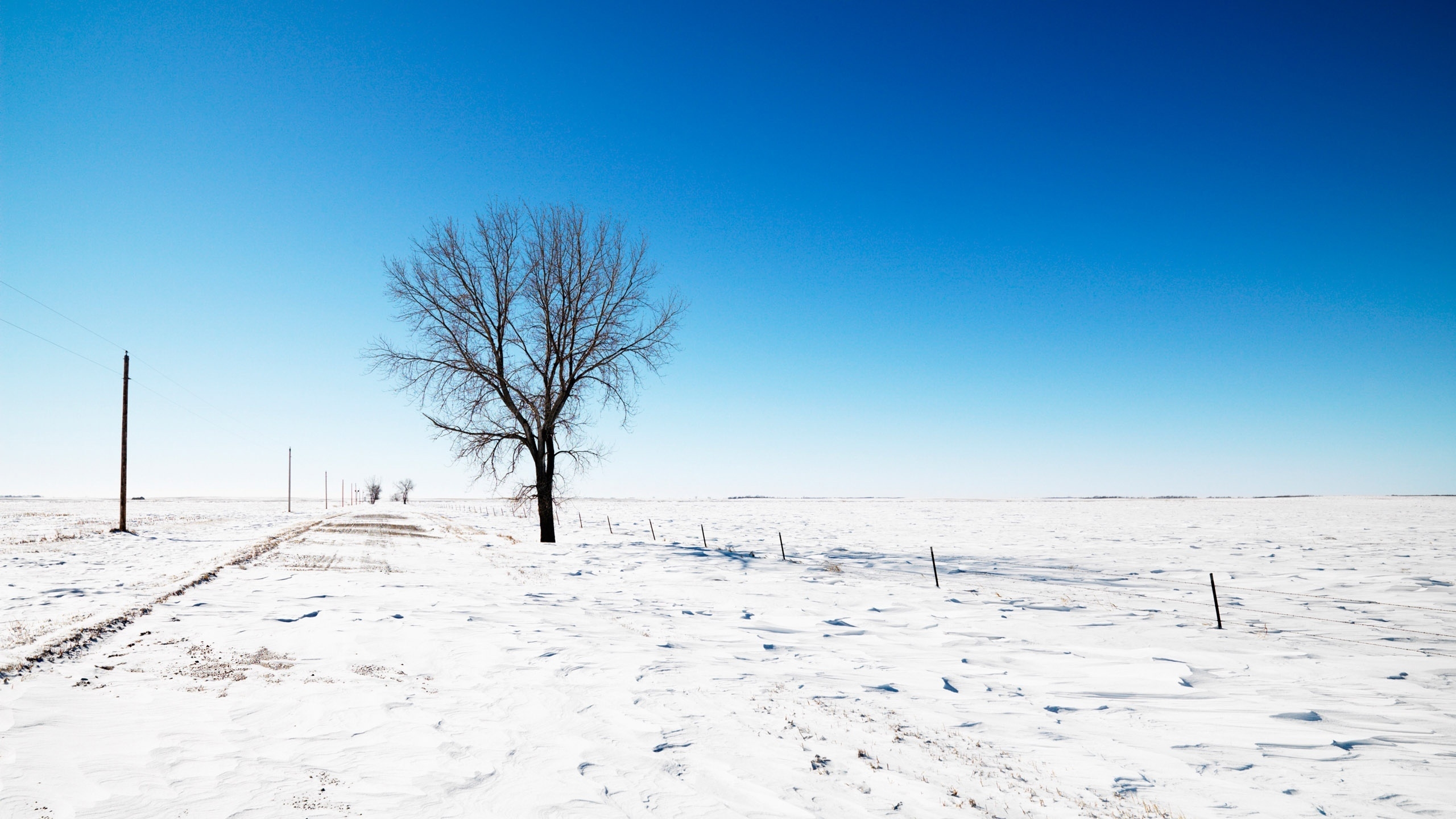 Lonely Tree on Winter for 2560x1440 HDTV resolution